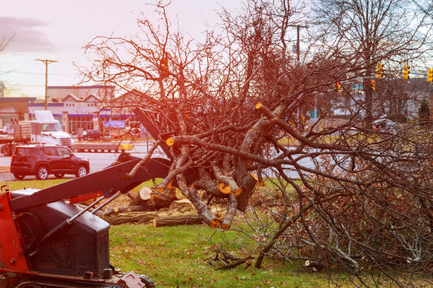 How Our Tree Care Process Works  in  San Marcos, CA