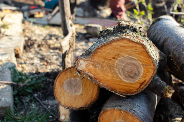Best Seasonal Cleanup (Spring/Fall)  in San Marcos, CA