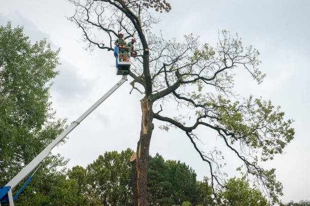 Professional Tree Care in San Marcos, CA